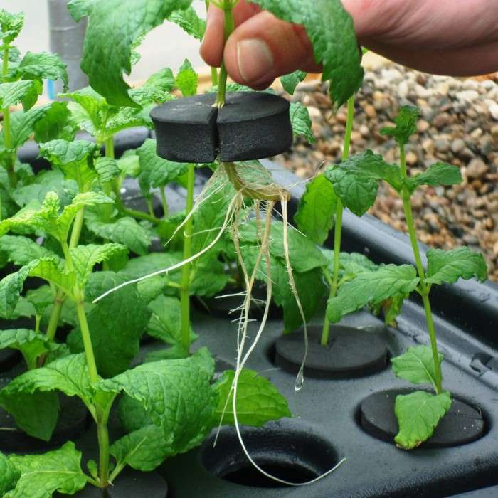 Nutriculture NC Propagator Aero/Hydro X-Stream 12, 59x46,5xh44cm - Slika 3