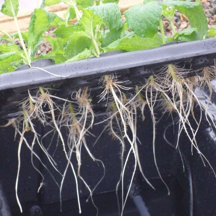 Nutriculture NC Propagator Aero/Hydro X-Stream 120,117x65xh48cm - Slika 4