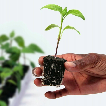 Growth Technology Root Riot 24 cubes tray - organic starter cubes for seeds and cuttings - Slika 6