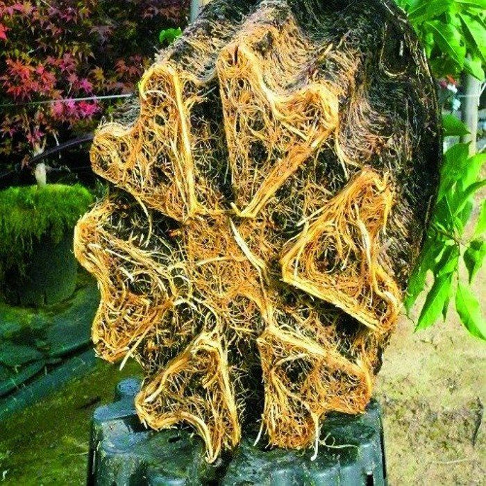 Hercules round pot 9,5L - super roots - Slika 2