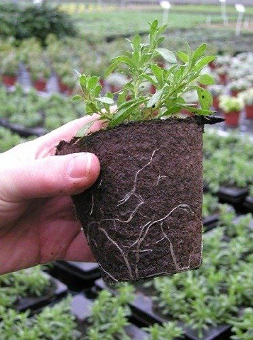 Peat pots Jiffy Pot for seedlings - 10 pcs, 10x9 cm - Slika 3