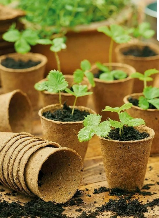 Peat pots Jiffy Pot for seedlings - 10 pcs, 10x9 cm - Slika 4