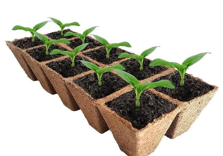 Peat pots Jiffy Pot for seedlings - 6x6x6cm 1pc tray (12 pots) - Slika 2