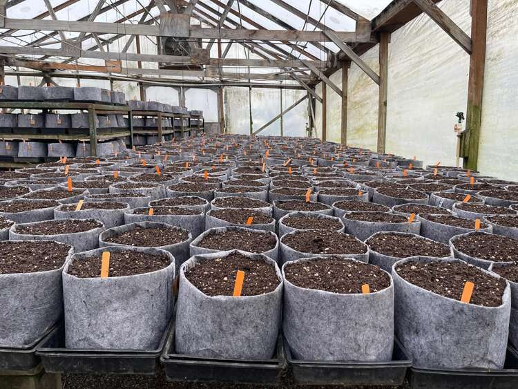 Growbag Root Pouch fabric pot 43x38cm 56L with handles grey - Slika 8