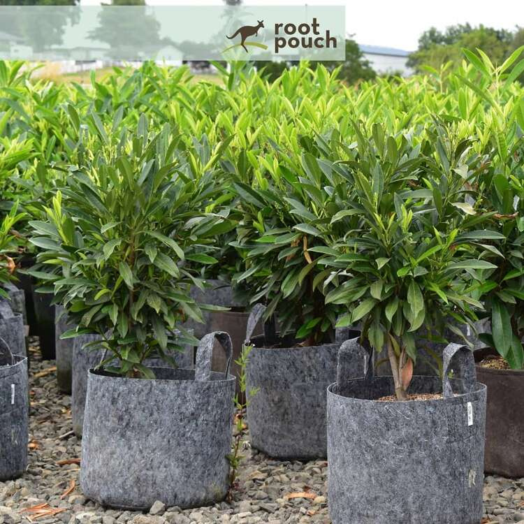 Growbag Root Pouch fabric pot 15x19cm 3,8L grey - Slika 13