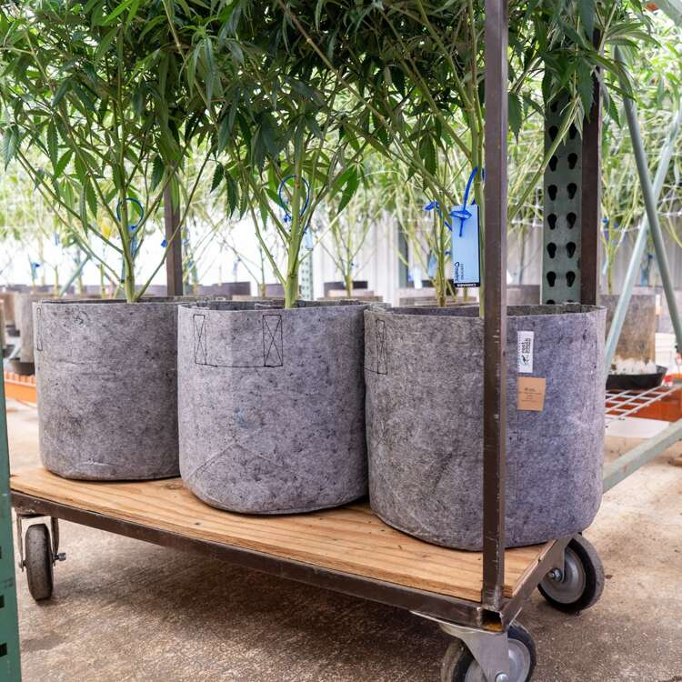 Growbag Root Pouch fabric pot 15x19cm 3,8L grey - Slika 6