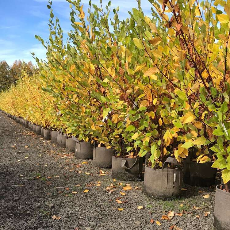 Growbag Root Pouch fabric pot 25,5x21,5cm 12L black - Slika 9