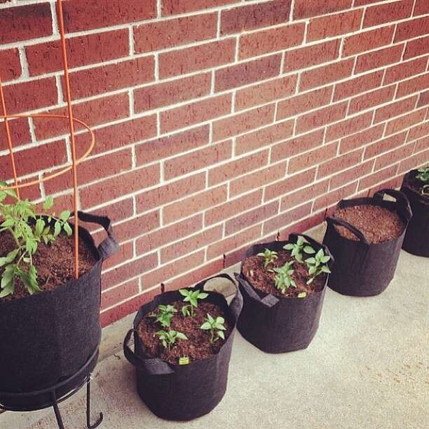 Growbag Root Pouch fabric pot 25,5x21,5cm 12L black - Slika 12