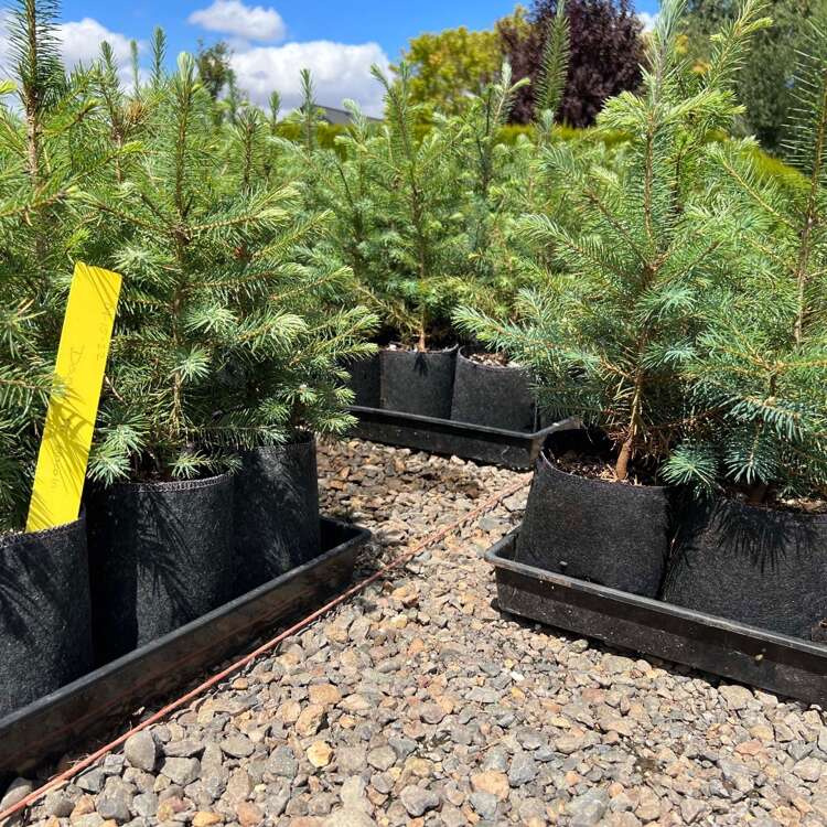 Growbag Root Pouch fabric pot 25,5x21,5cm 12L black - Slika 8