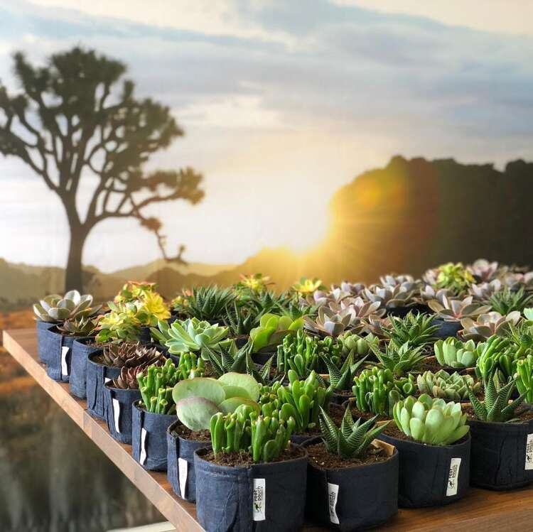 Growbag Root Pouch fabric pot 28x26cm 16L black - Slika 6