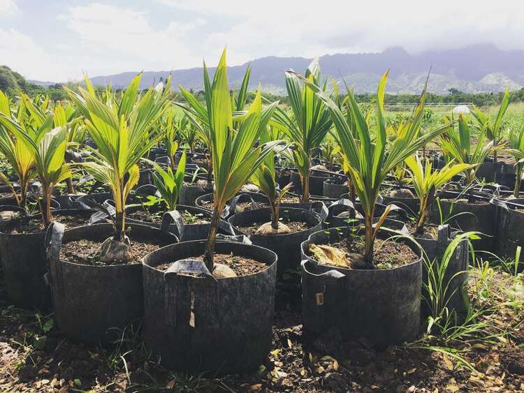 Growbag Root Pouch fabric pot 28x26cm 16L black - Slika 7