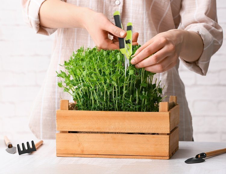 Herbgarden Trimming Scissors - Pruning Shears - plant secator WHOLESALE 1200pcs - Slika 5