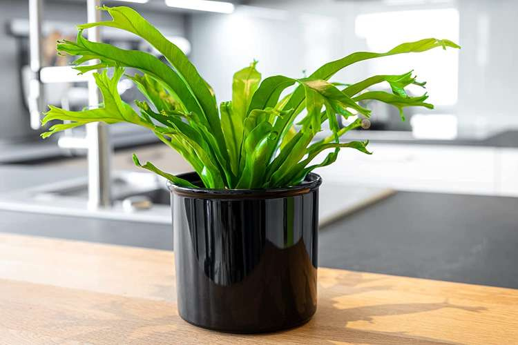 LENI CORONA 15/12 High gloss black cylindrical cover - Slika 2