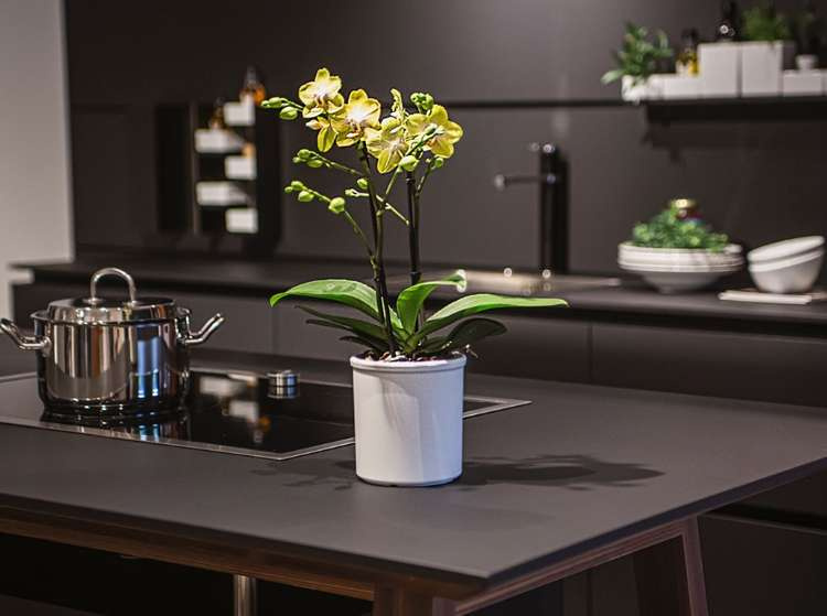 LENI hydroponics set 11/9 cover pot corona + hydro pot + h9 water indicator - Slika 5