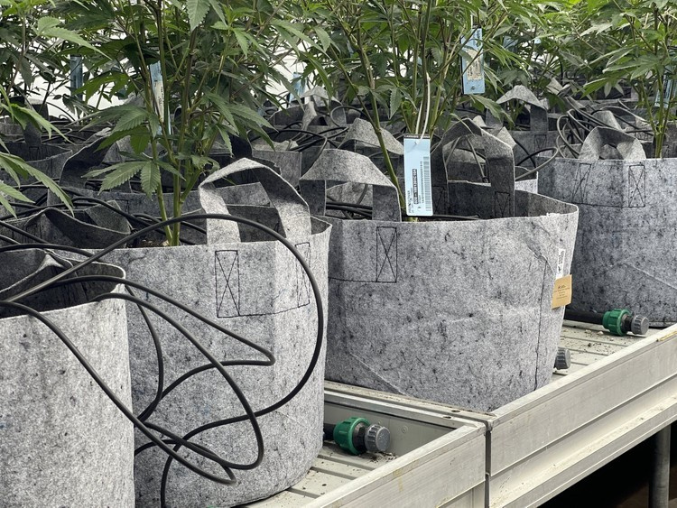 Growbag Root Pouch fabric pot 15x19cm 3,8L grey 1500 units - Slika 15