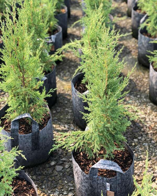 Growbag Root Pouch fabric pot 15x19cm 3,8L grey 1500 units - Slika 7