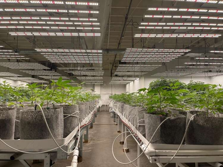 Growbag Root Pouch fabric pot 28x26cm 16L grey 580 units - Slika 9