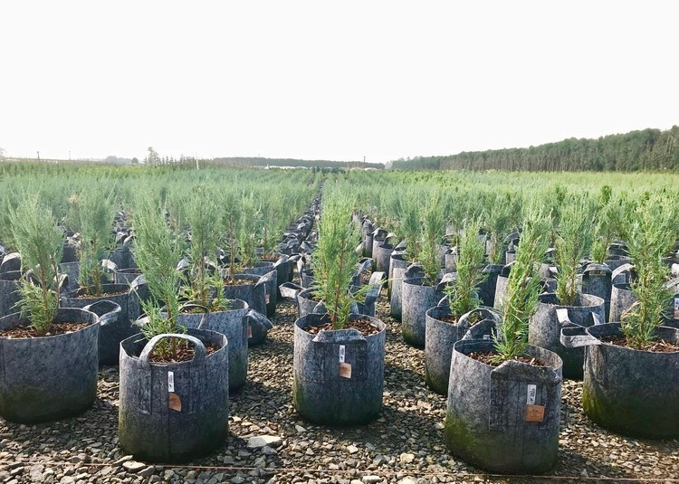 Growbag Root Pouch fabric pot 28x26cm 16L grey 580 units - Slika 10