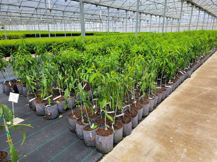 Growbag Root Pouch fabric pot 28x26cm 16L grey 580 units - Slika 11