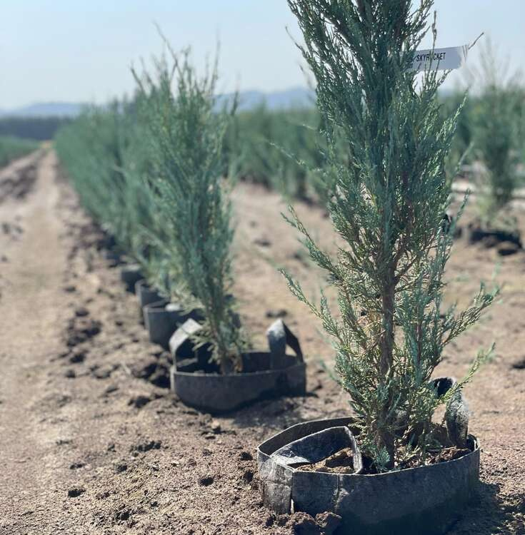 Growbag Root Pouch fabric pot 28x26cm 16L grey 580 units - Slika 17