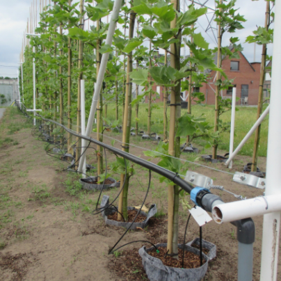 Growbag Root Pouch fabric pot 28x26cm 16L grey 580 units - Slika 18