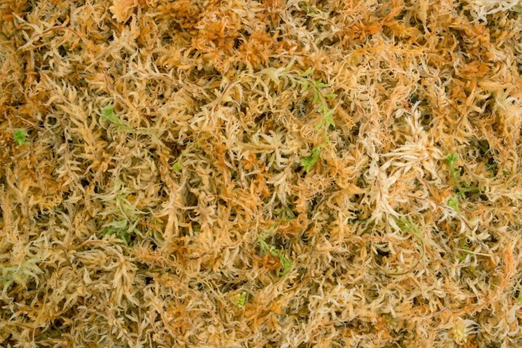Besgrow New Zealand Sphagnum Spagmoss 500G Blended 40L Premium moss - Slika 2