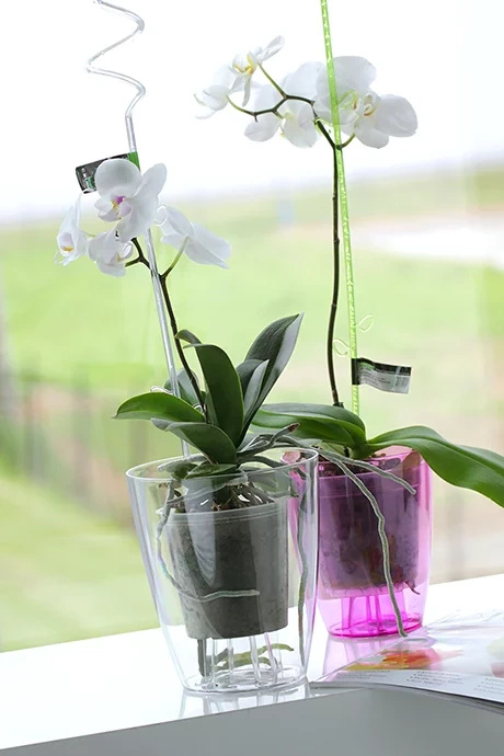 Set of Orchid Pot 1,5L + insert 0,7L - transparent Orchid growing set fi 13,2cm - Slika 4