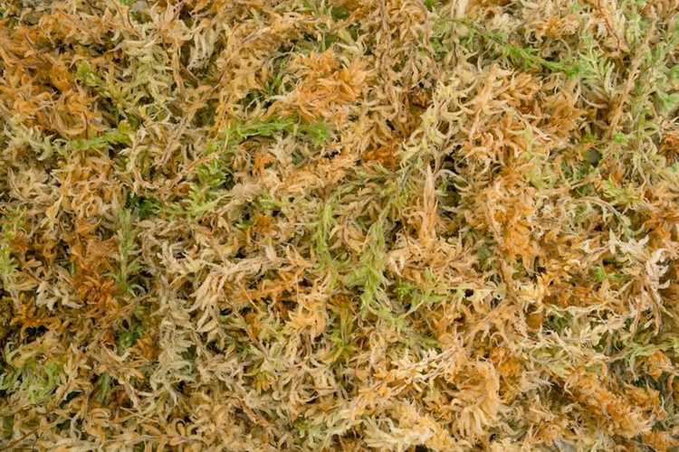 Besgrow New Zealand Sphagnum Spagmoss Classic 100G 8L Premium moss - Slika 2