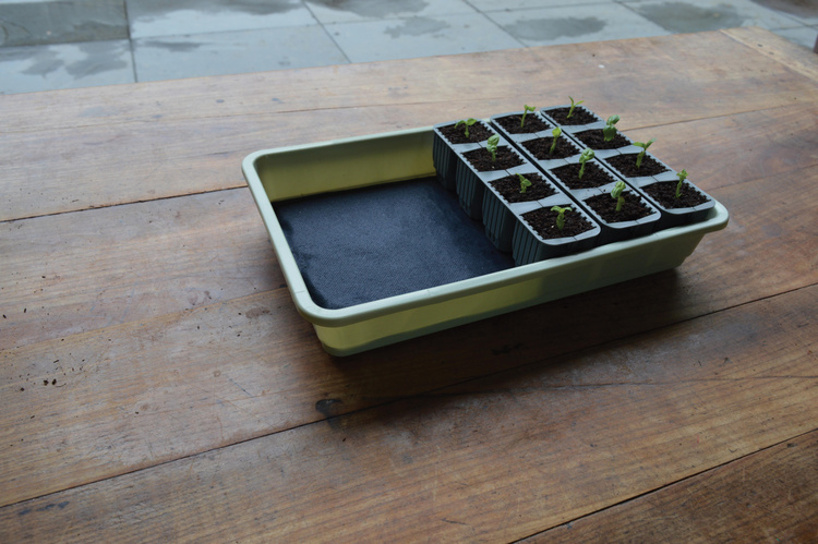 Garland 24 Cell Self Watering Fast Root Success Kit 38x23xh14cm G241 - Slika 8