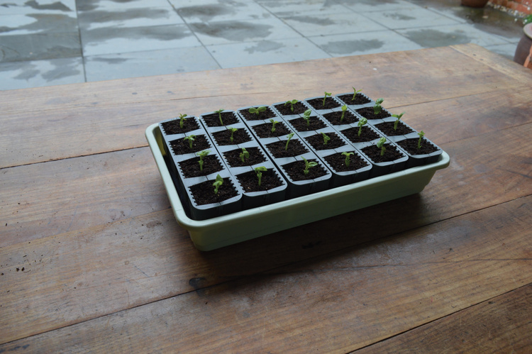 Garland 24 Cell Self Watering Fast Root Success Kit 38x23xh14cm G241 - Slika 9